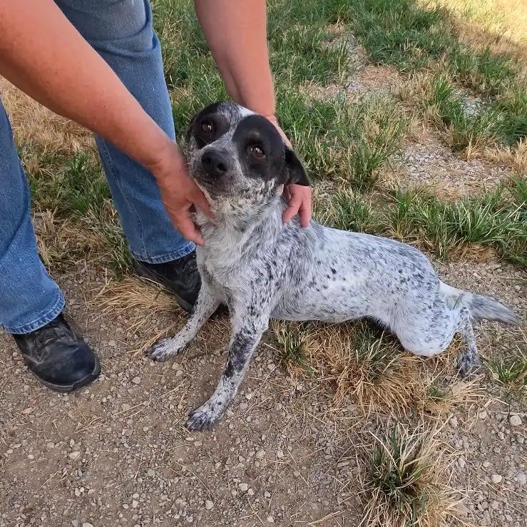 Lil', Adoptable, Adult Female Australian Cattle Dog / Blue Heeler.
