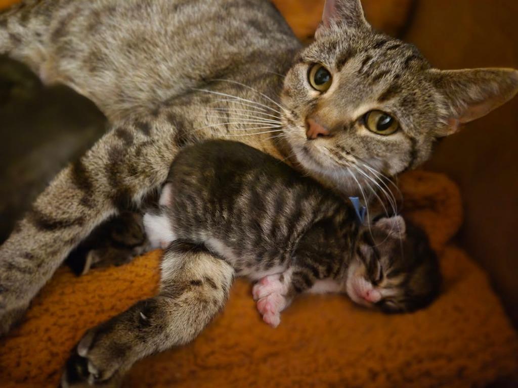 Stinker, a Adoptable mixed breed in Fond Du Lac, WI image 1/4