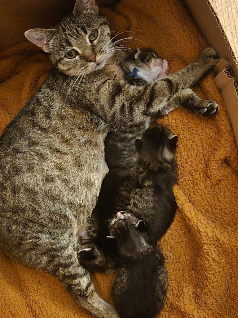 Stinker, a Adoptable mixed breed in Fond Du Lac, WI image 2/4