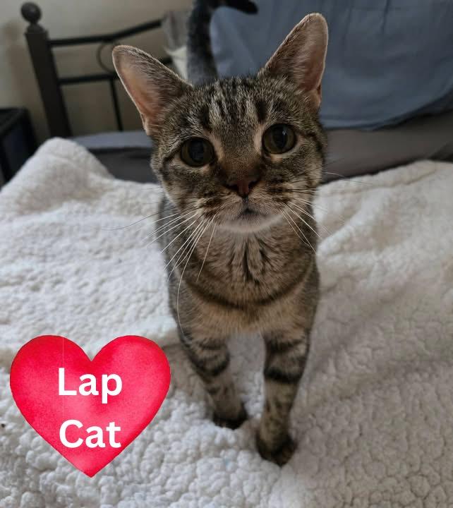 Enlarge Stinker, a Adoptable mixed breed in Fond Du Lac, WI image 2/4