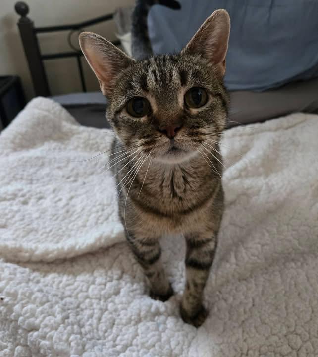 Stinker, a Adoptable mixed breed in Fond Du Lac, WI image 2/4