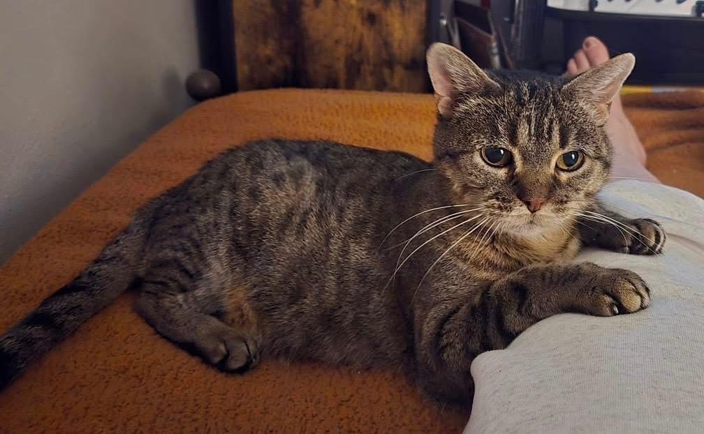 Stinker, a Adoptable mixed breed in Fond Du Lac, WI image 3/4