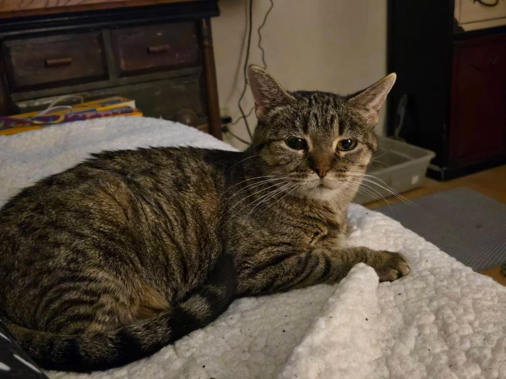 Enlarge Stinker, a Adoptable mixed breed in Fond Du Lac, WI image 3/4