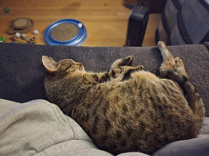 Stinker, a Adoptable mixed breed in Fond Du Lac, WI image 3/4