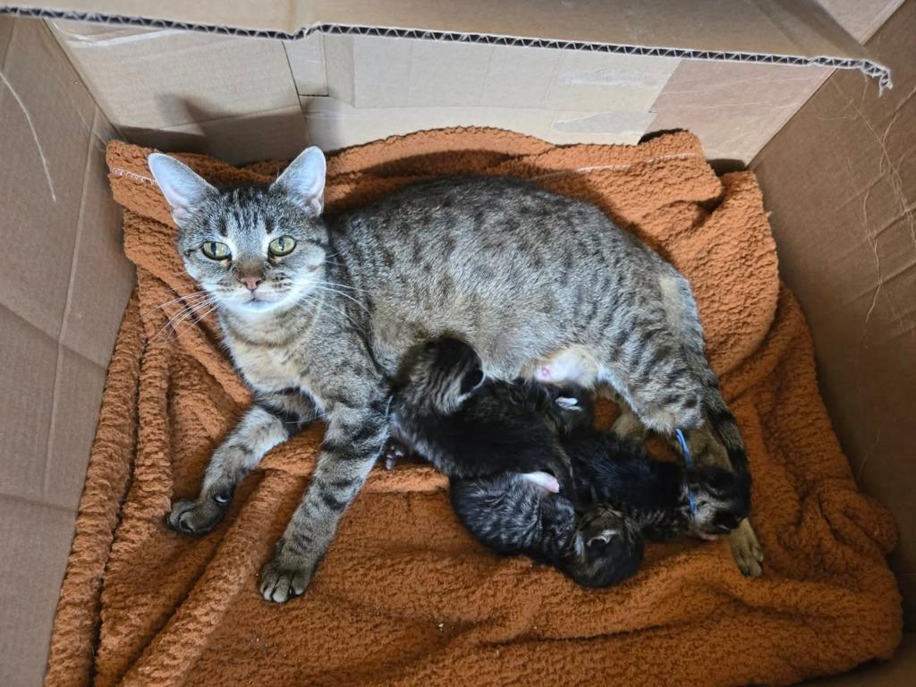 Stinker, a Adoptable mixed breed in Fond Du Lac, WI image 4/4