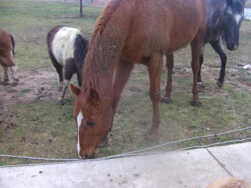 Sara, a Adoptable mixed breed in Haslet, TX image 1/6