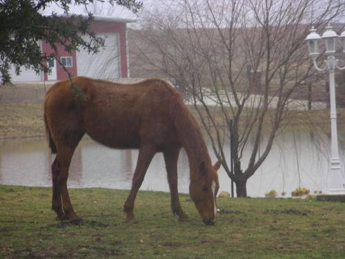 Sara, a Adoptable mixed breed in Haslet, TX image 3/6