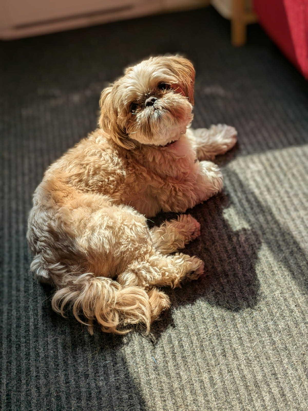 Espresso, Adopted, Adult Male Shih Tzu.