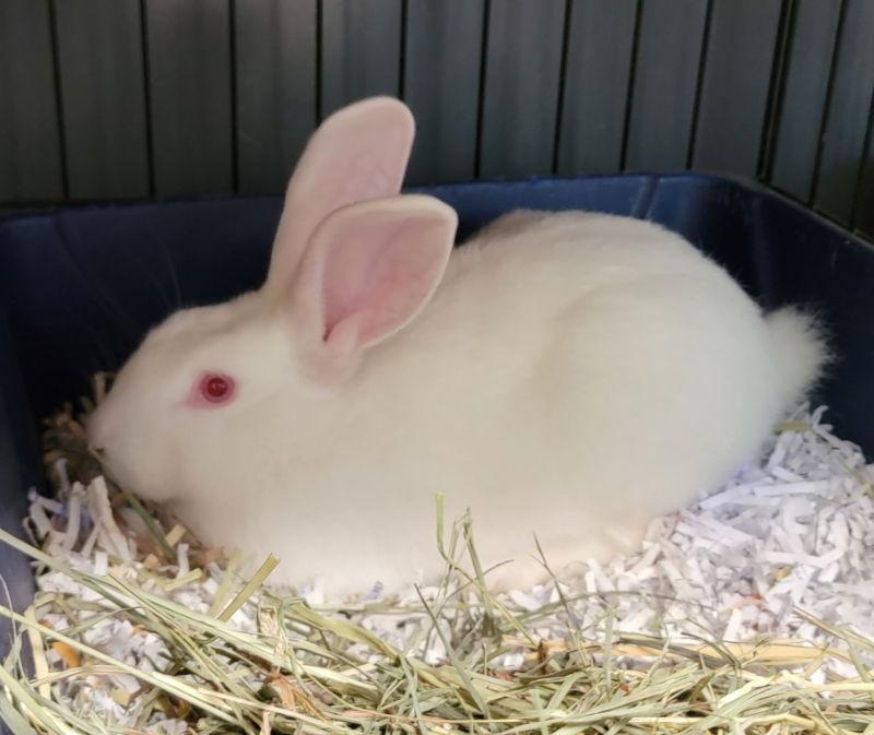 Florida, Adoptable, Adult Male Florida White.