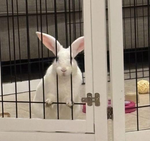 Enlarge Florida, a Adoptable Florida White in Baton Rouge, LA image 2/3