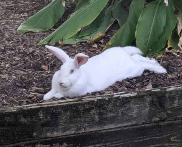Enlarge Florida, a Adoptable Florida White in Baton Rouge, LA image 3/3