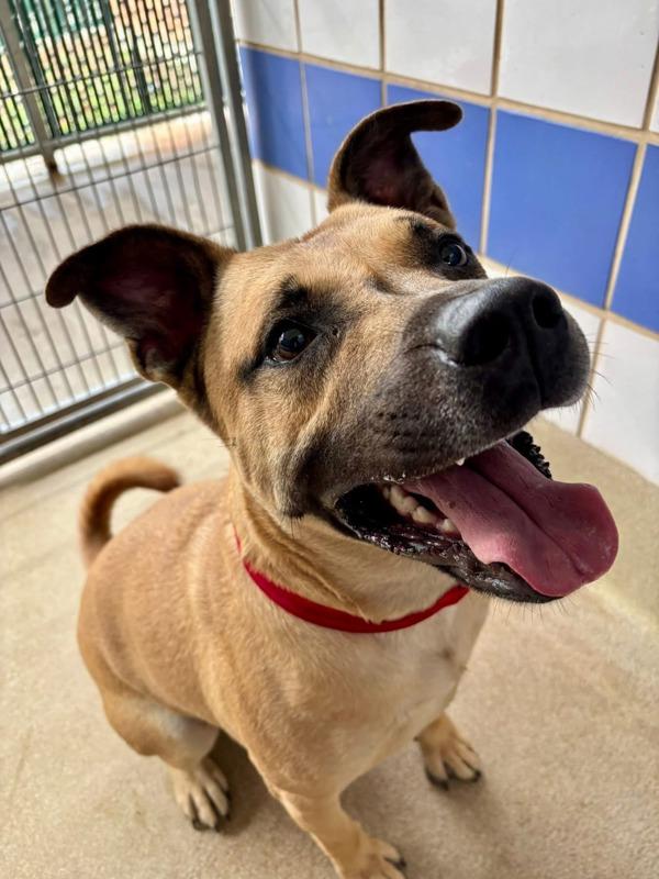 Enlarge Baron, a Adoptable Black Mouth Cur in Austin, TX image 1/6
