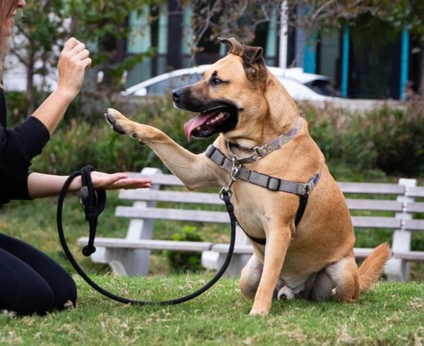 Enlarge Baron, a Adoptable Black Mouth Cur in Austin, TX image 2/6