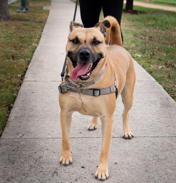 Enlarge Baron, a Adoptable Black Mouth Cur in Austin, TX image 3/6