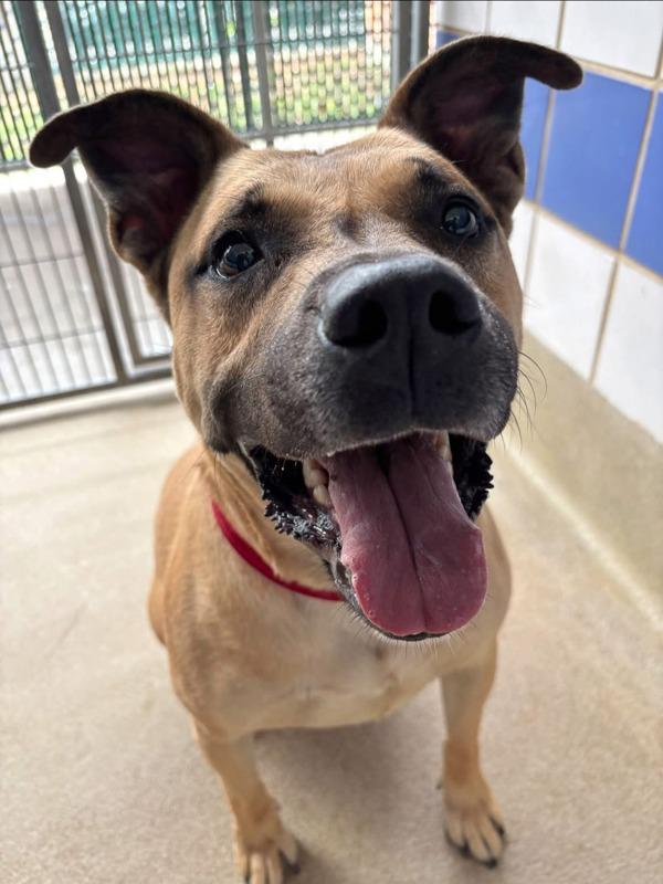 Enlarge Baron, a Adoptable Black Mouth Cur in Austin, TX image 4/6