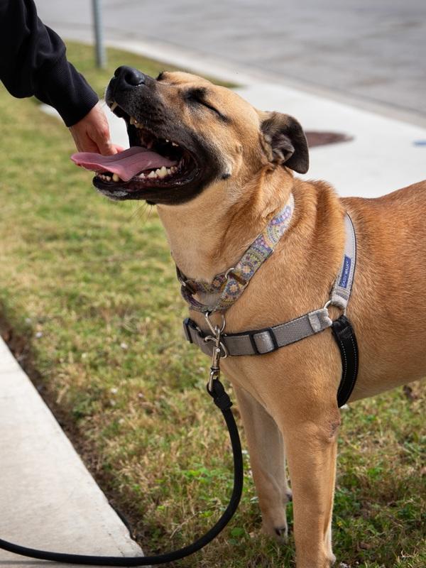 Enlarge Baron, a Adoptable Black Mouth Cur in Austin, TX image 6/6