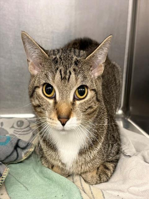 Enlarge LUNCHBOX, a Adoptable Domestic Short Hair in Minneapolis, MN image 1/1