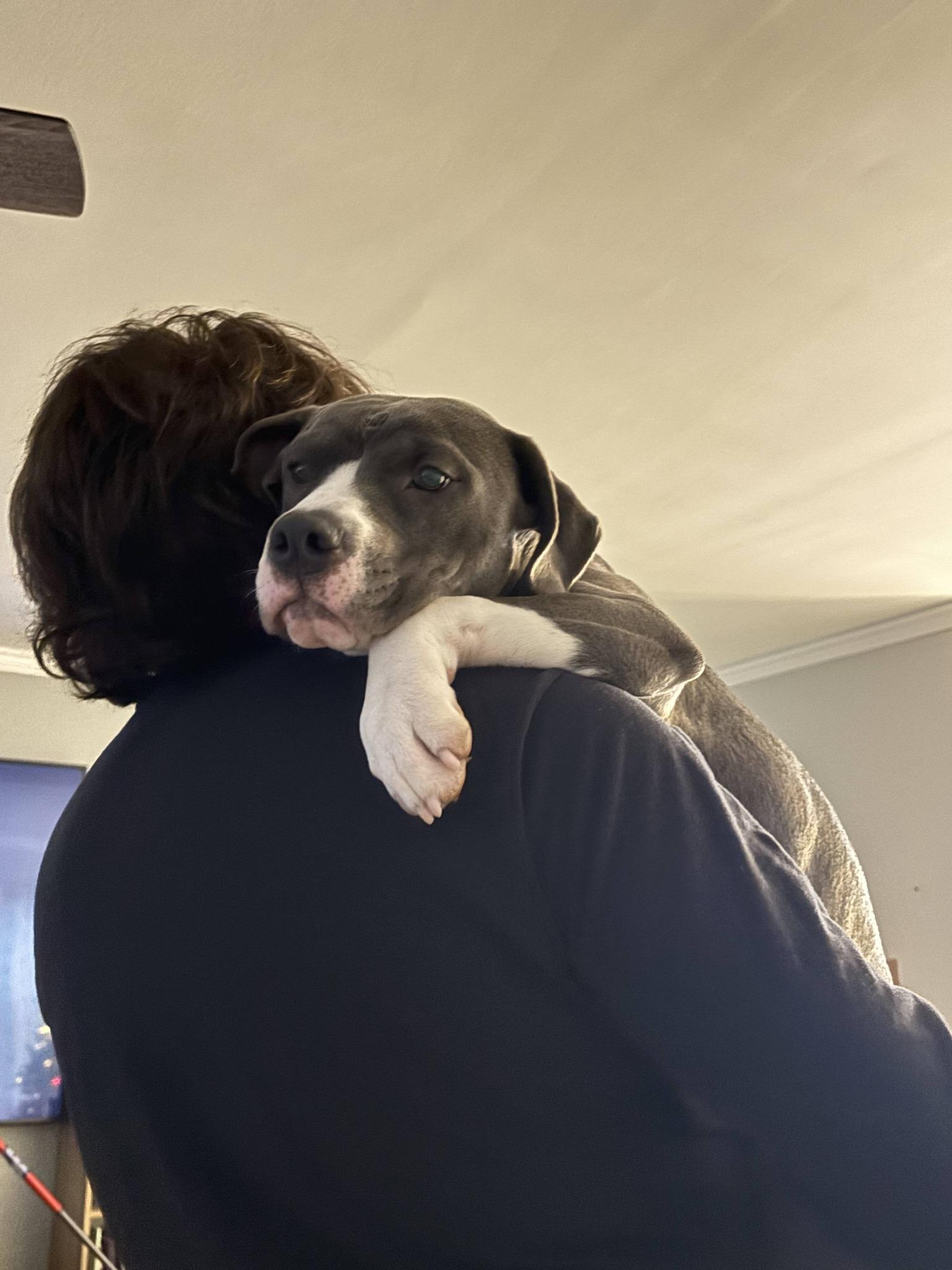 Enlarge Holly, a ADOPTABLE mixed breed in Speedway, IN image 5/5