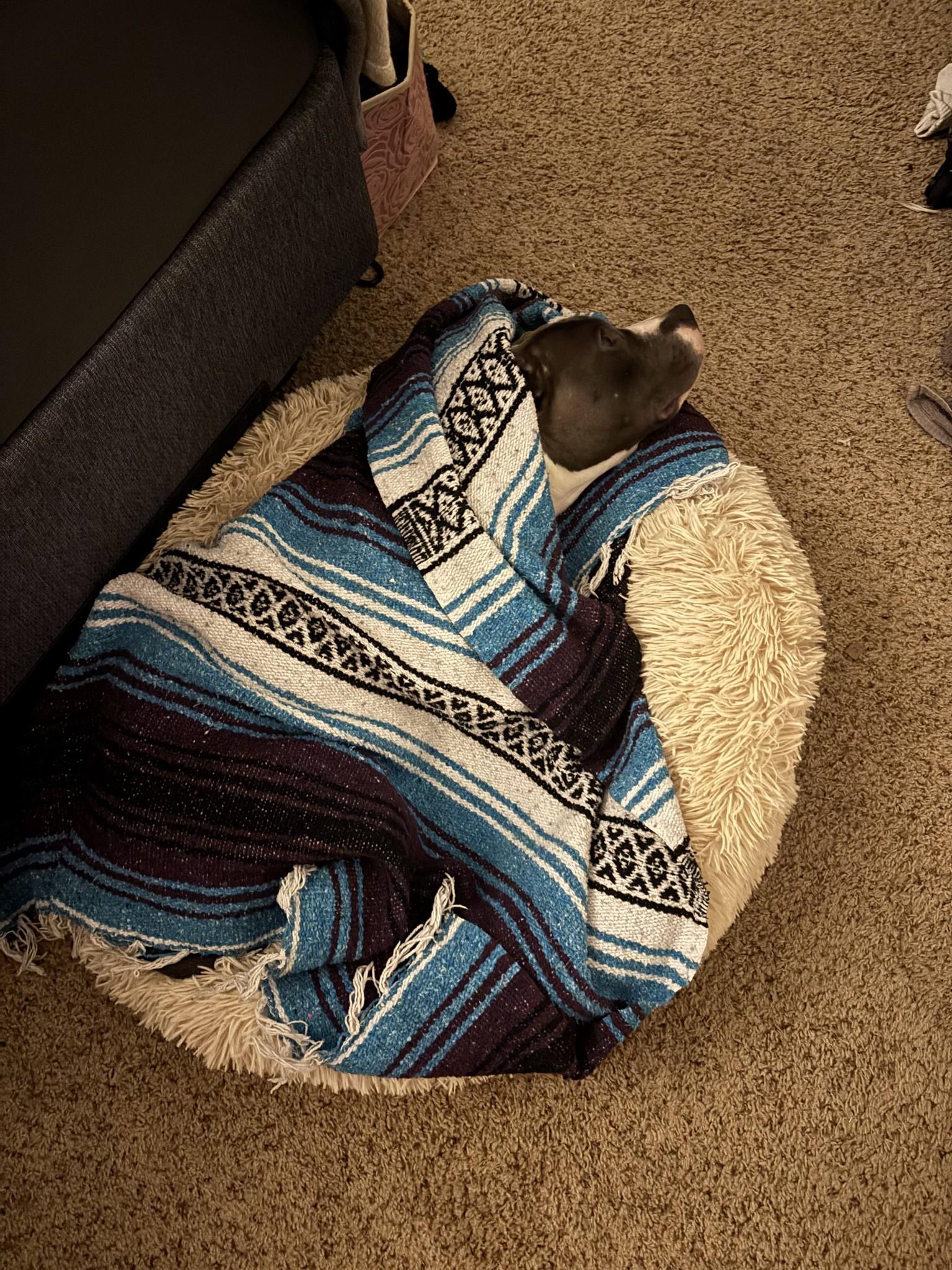 Enlarge Holly, a ADOPTABLE mixed breed in Speedway, IN image 4/5