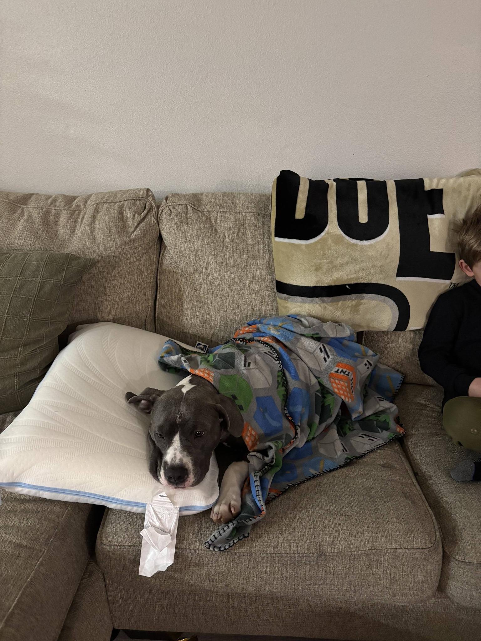 Enlarge Holly, a ADOPTABLE mixed breed in Speedway, IN image 3/5