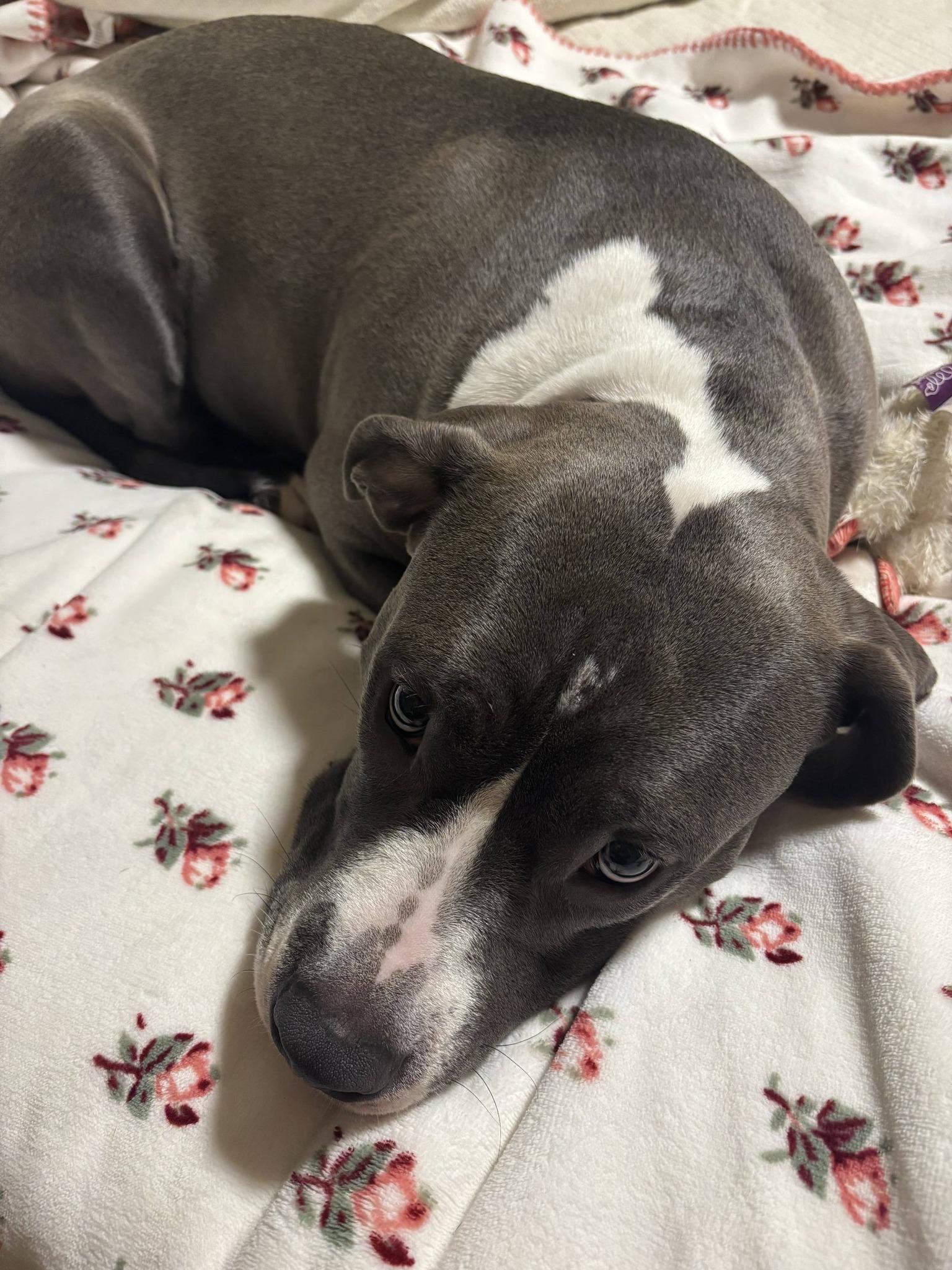 Enlarge Holly, a ADOPTABLE mixed breed in Speedway, IN image 2/5