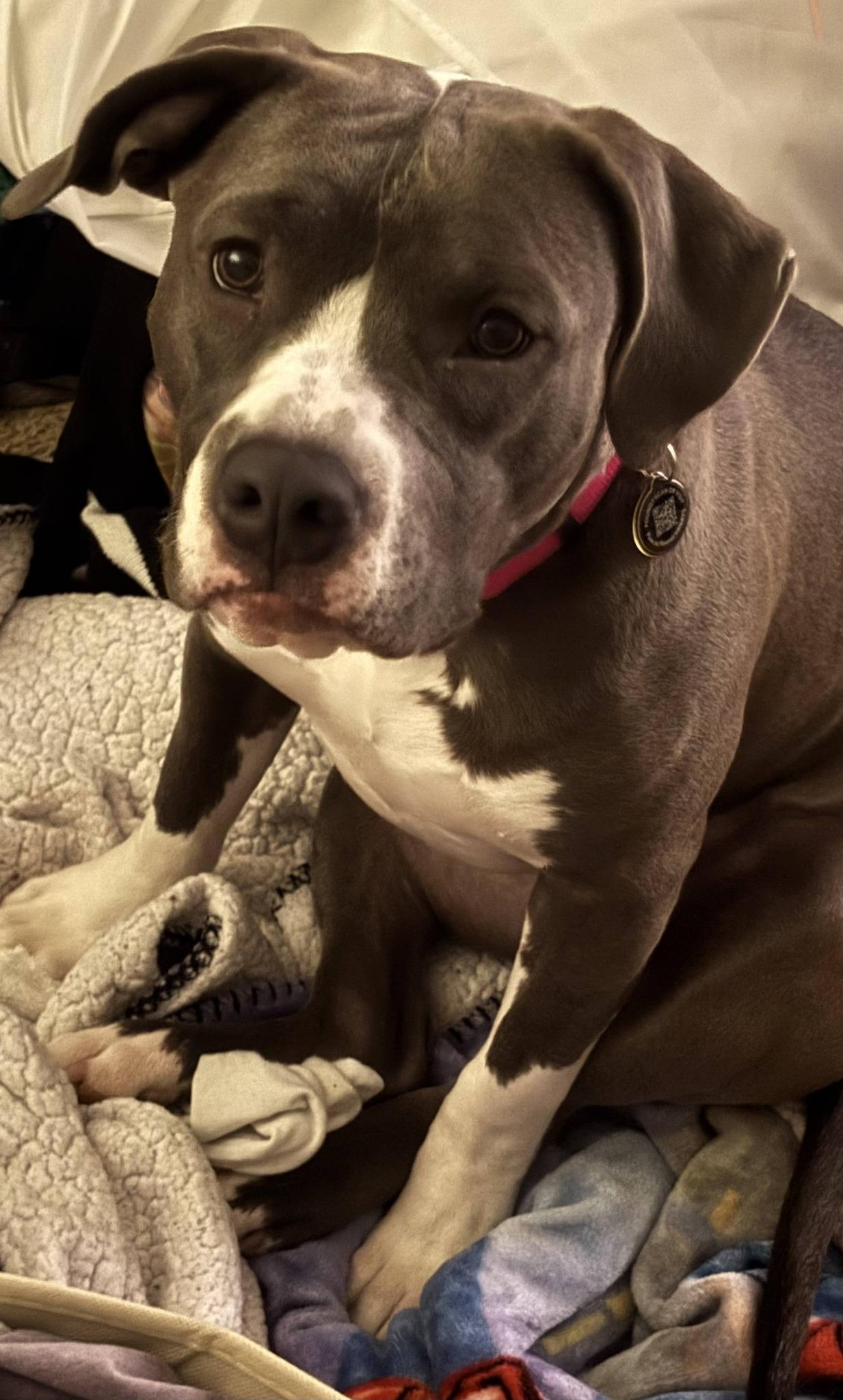 Holly, ADOPTABLE, Adult Female American Bully.