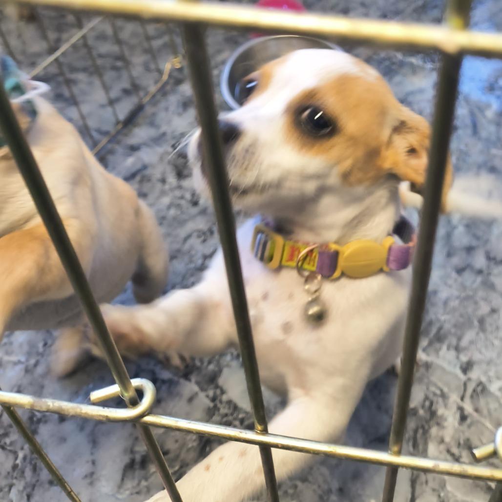 Quinn, Adoptable, Puppy Female Jack Russell Terrier.