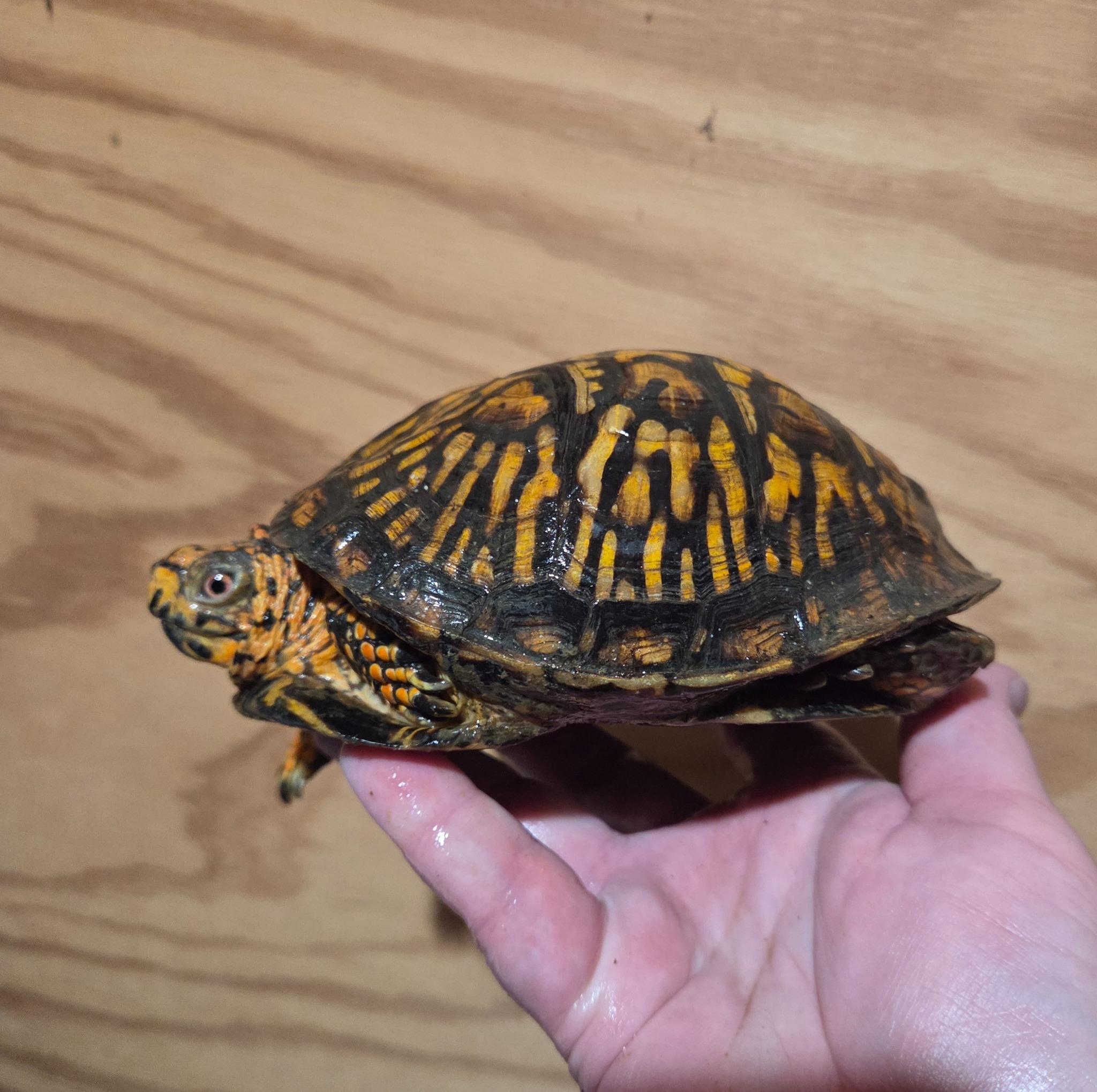 Rex E. Box Turtle (pick up in NJ only), a ADOPTABLE Eastern Box in Marlton, NJ image 4/4