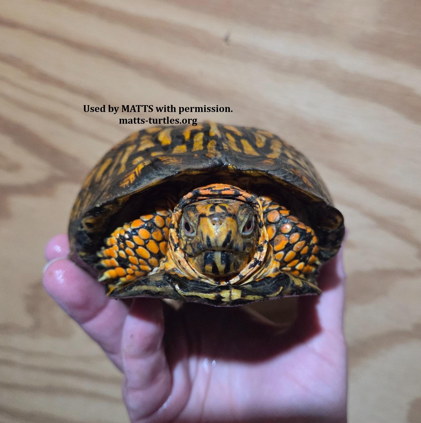 Rex E. Box Turtle (pick up in NJ only), a ADOPTABLE Eastern Box in Marlton, NJ image 3/4