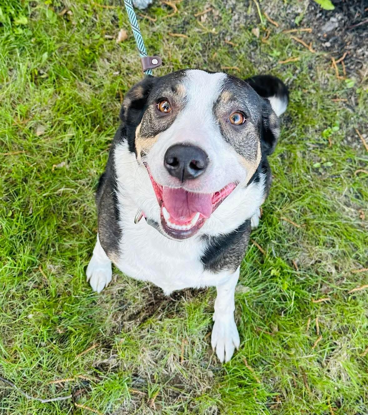 Bridget, Adult Female Australian Shepherd