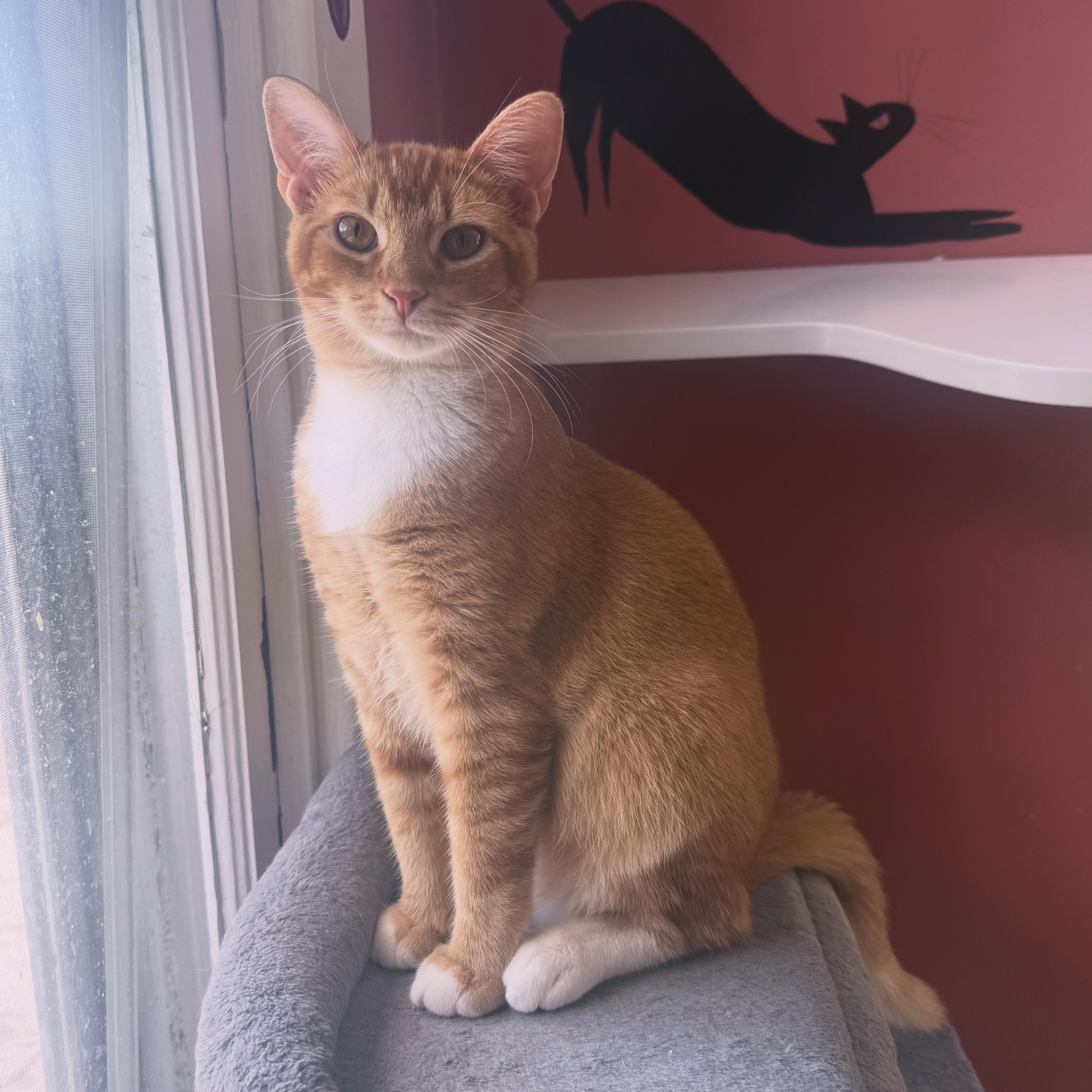 Citrus, Adoptable, Adult Male Domestic Short Hair.