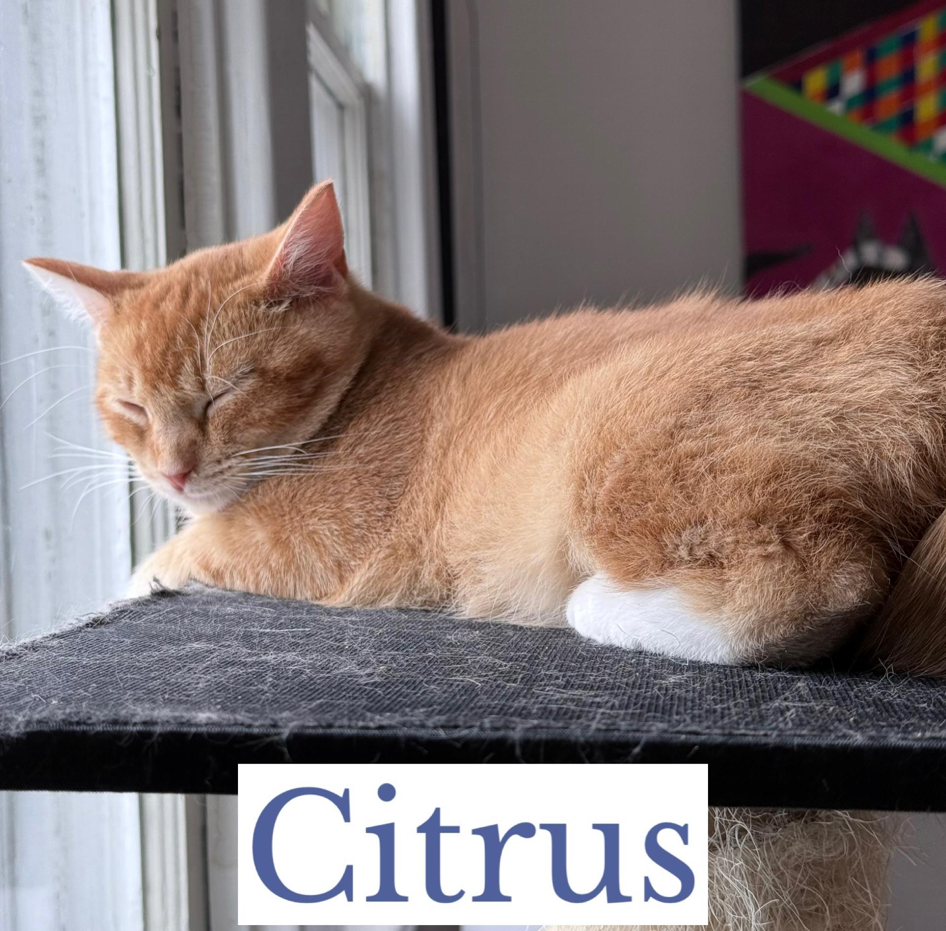 Citrus, a ADOPTABLE Domestic Short Hair in Berkeley Springs, WV image 3/4