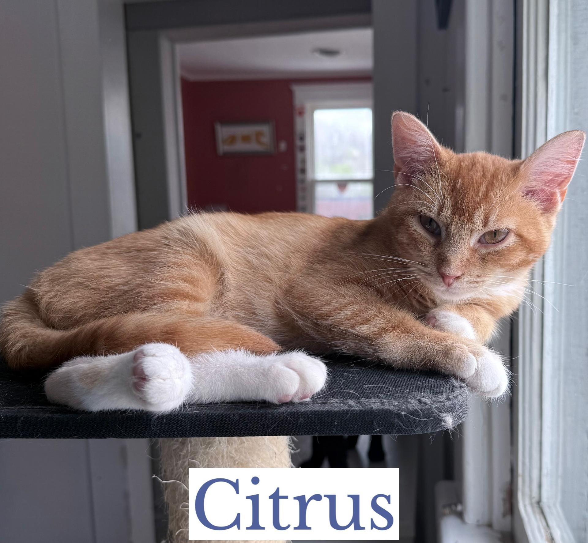 Citrus, a ADOPTABLE Domestic Short Hair in Berkeley Springs, WV image 2/4