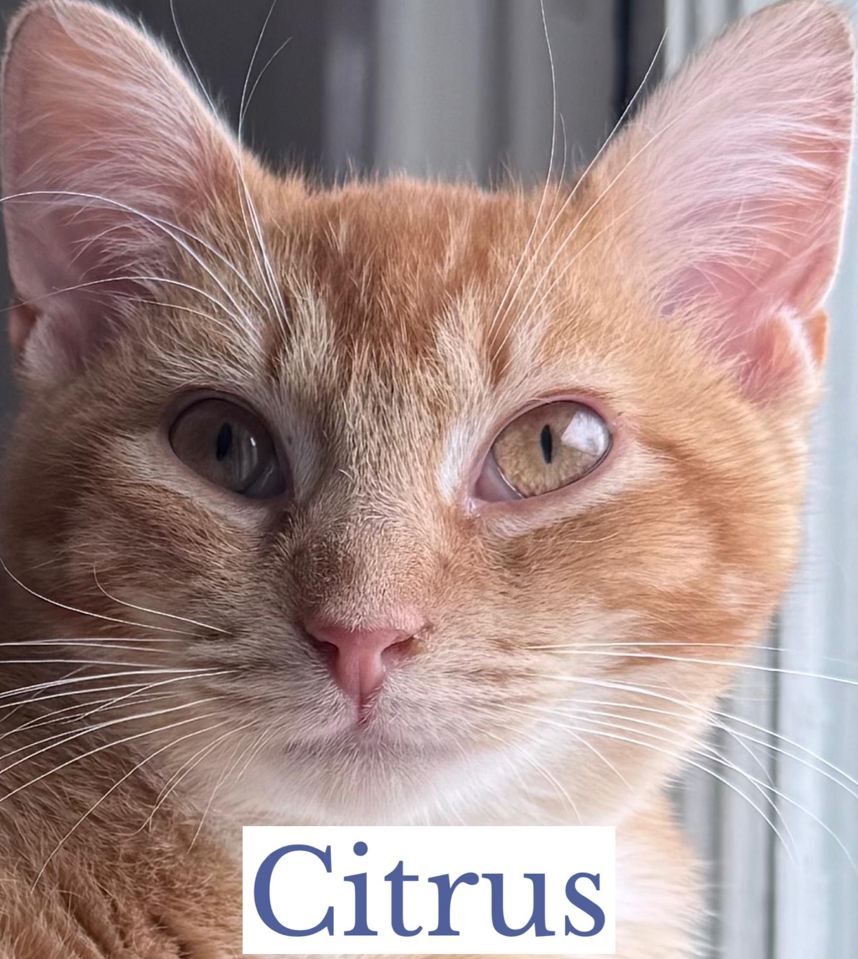 Citrus, a ADOPTABLE Domestic Short Hair in Berkeley Springs, WV image 4/4