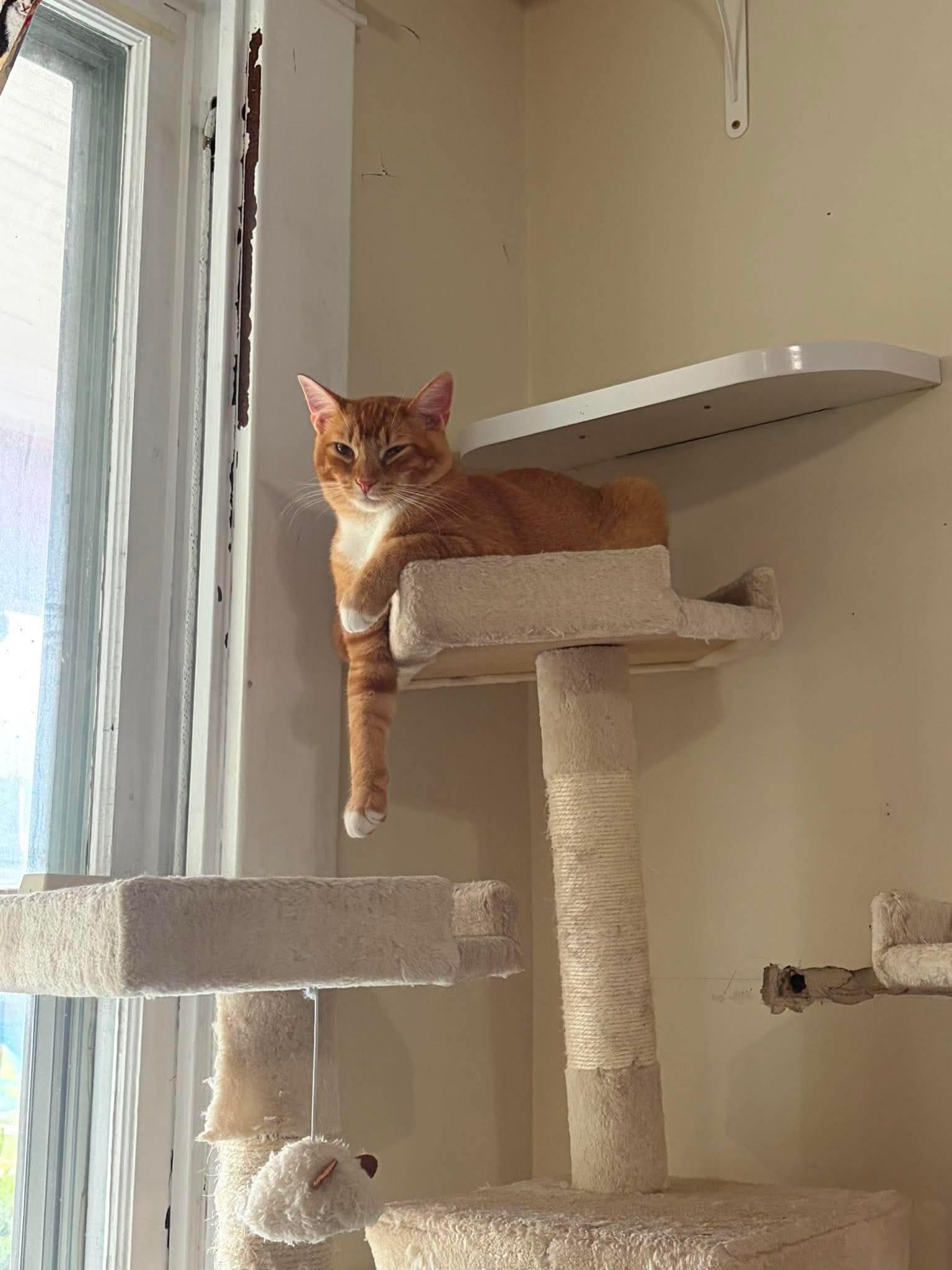 Enlarge Citrus, a Adoptable Domestic Short Hair in Berkeley Springs, WV image 2/5