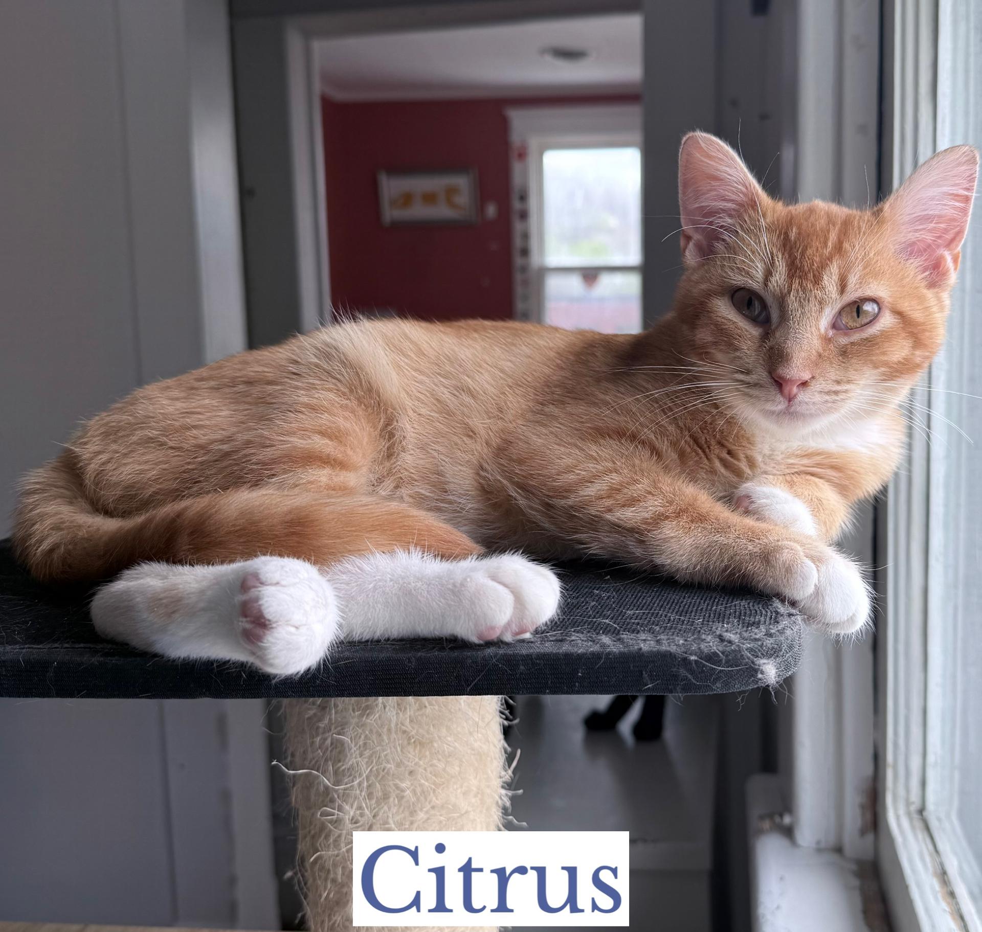 Citrus, ADOPTABLE, Young Male Domestic Short Hair.