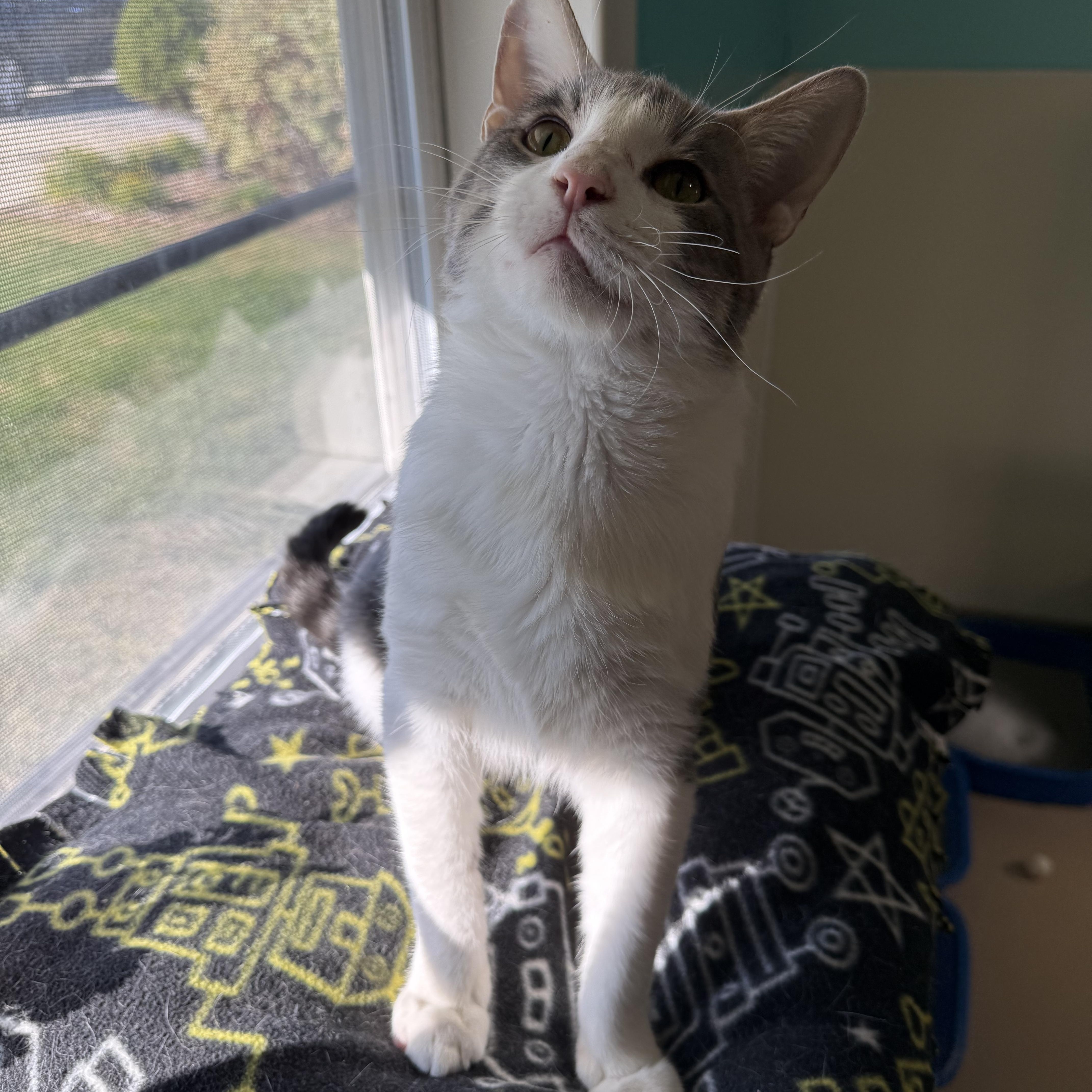 Ace, Adopted, Young Male Domestic Short Hair.