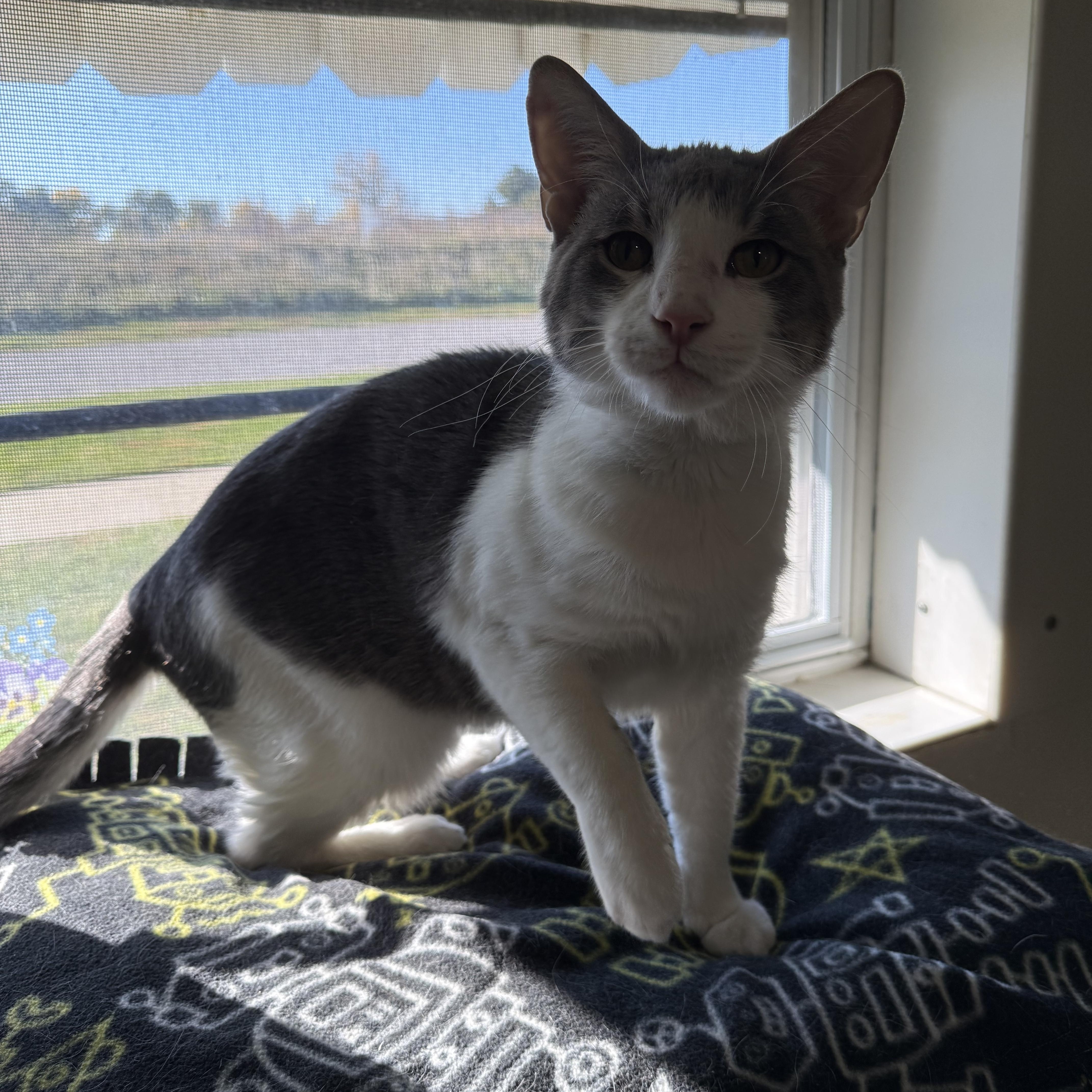 Enlarge Ace, a Adopted Domestic Short Hair in Lincoln, IL image 2/5