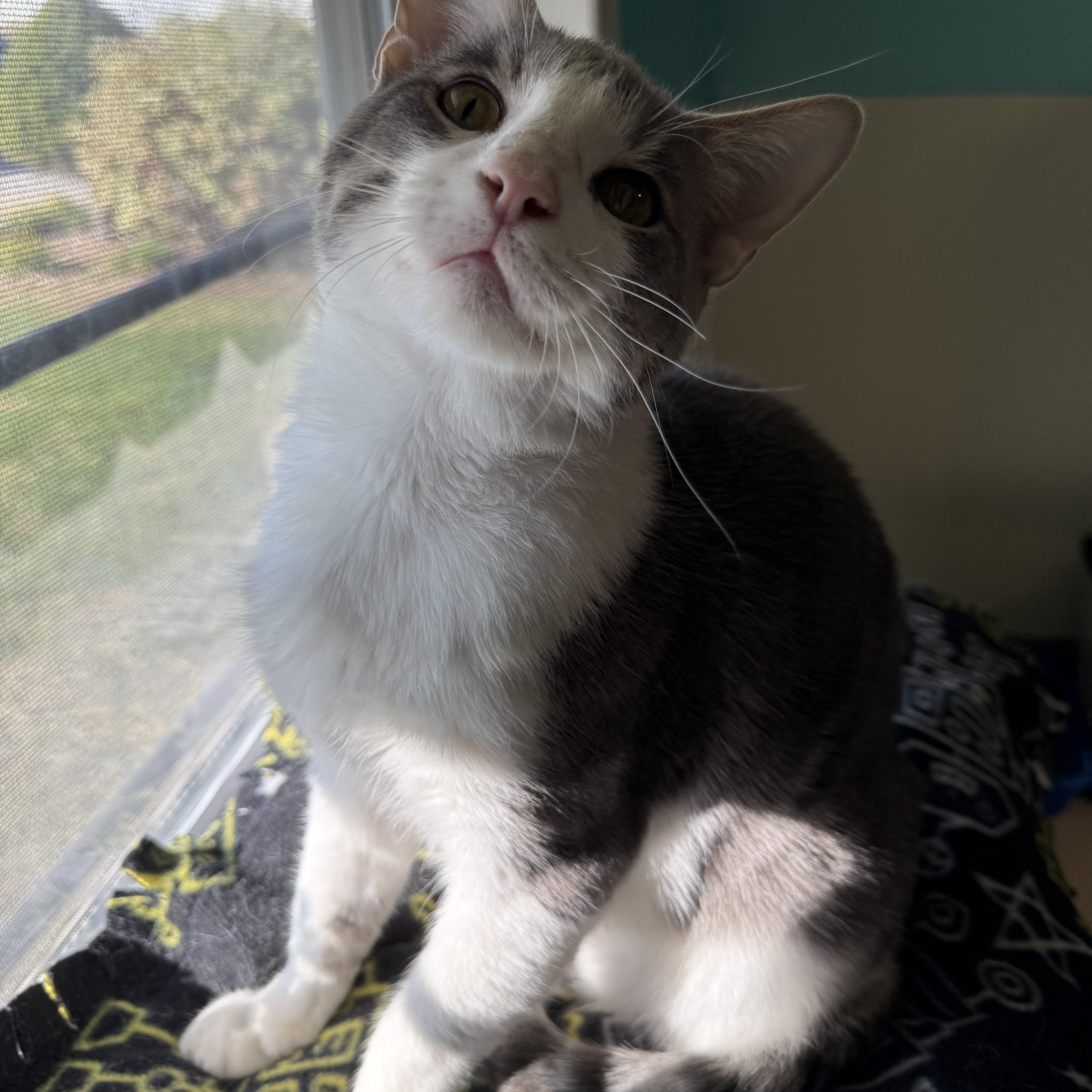 Enlarge Ace, a Adopted Domestic Short Hair in Lincoln, IL image 3/5