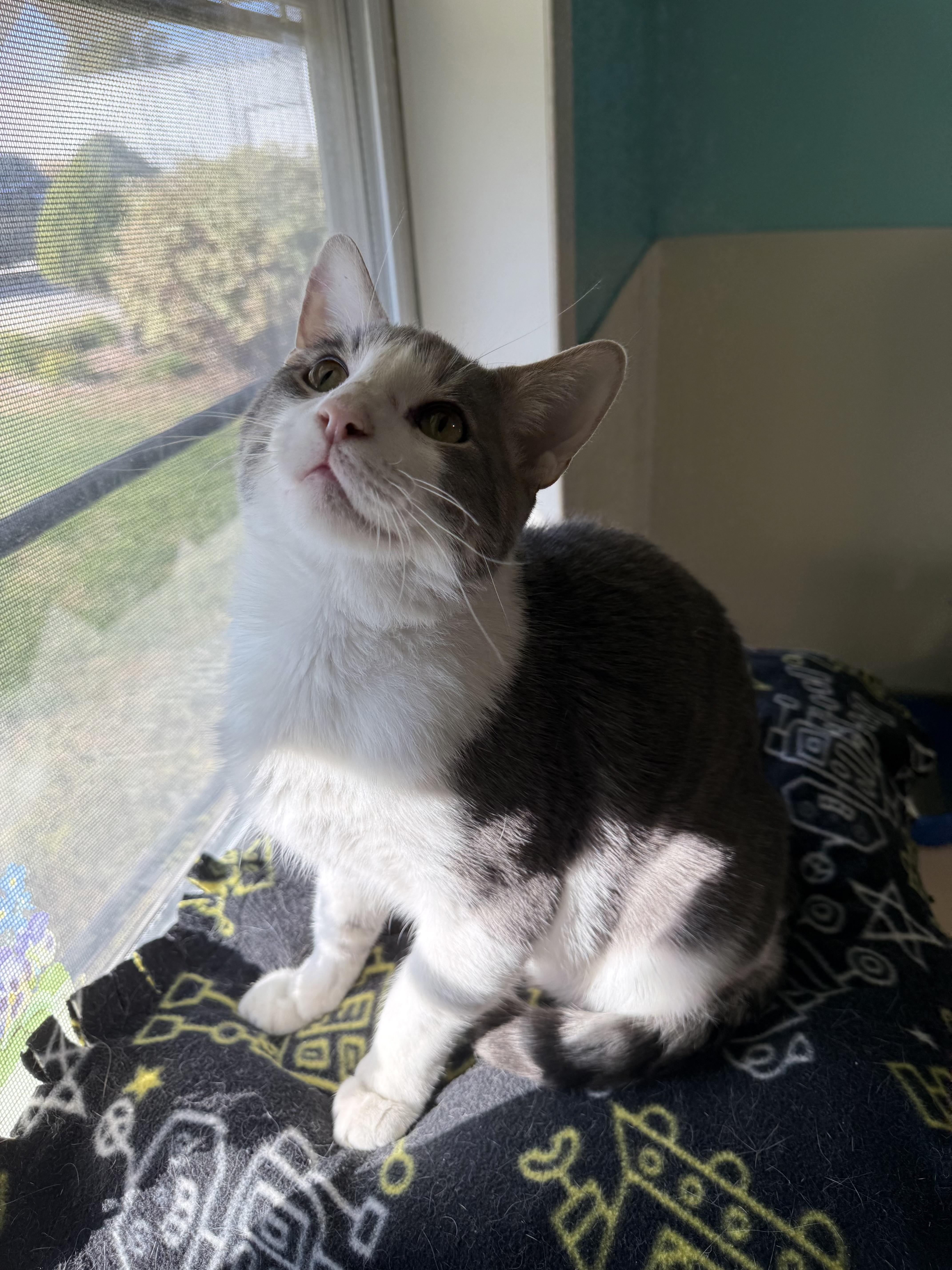 Enlarge Ace, a Adopted Domestic Short Hair in Lincoln, IL image 4/5