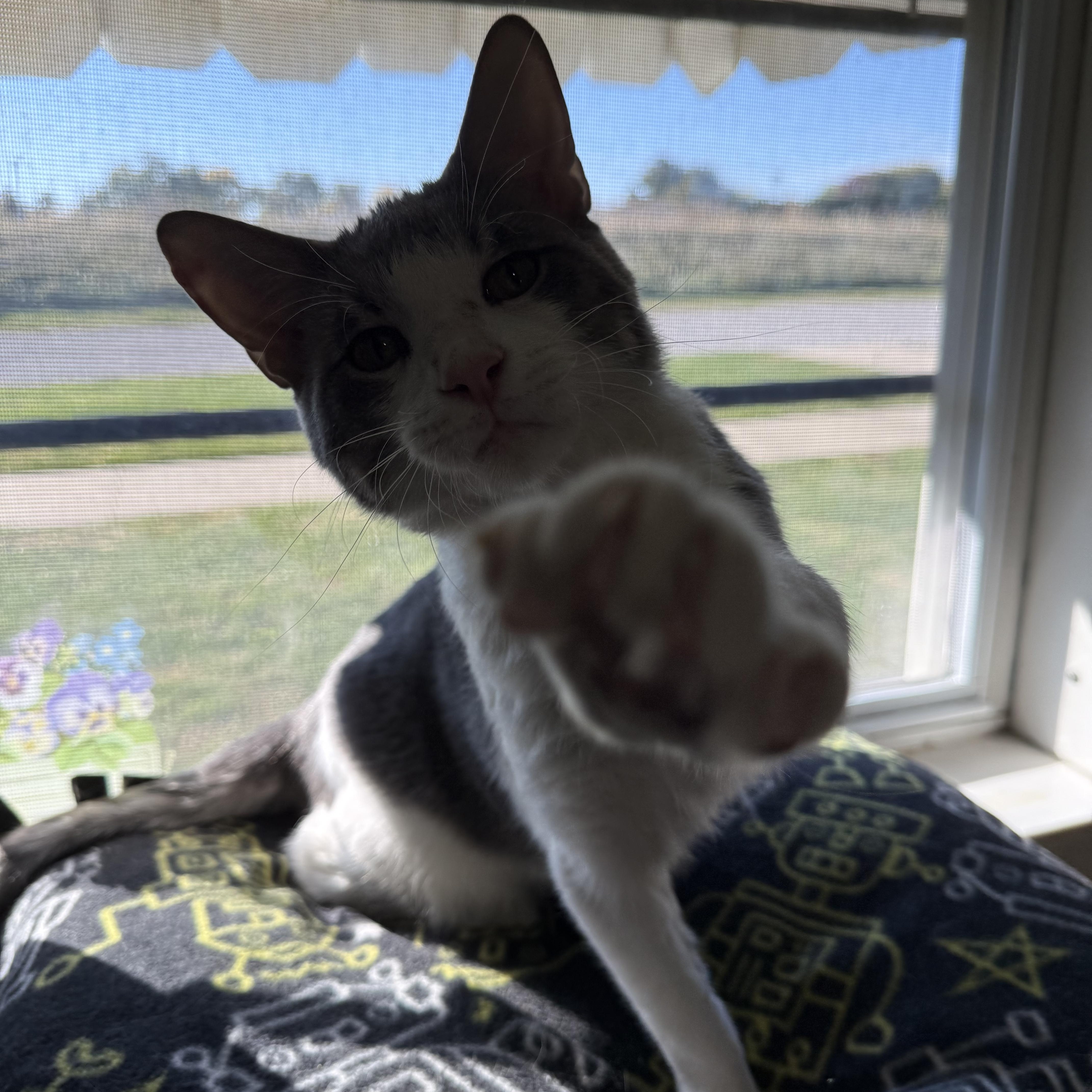 Enlarge Ace, a Adopted Domestic Short Hair in Lincoln, IL image 5/5