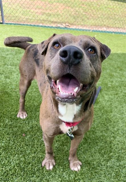 TUCKER, Adoptable, Adult Male Pit Bull Terrier.