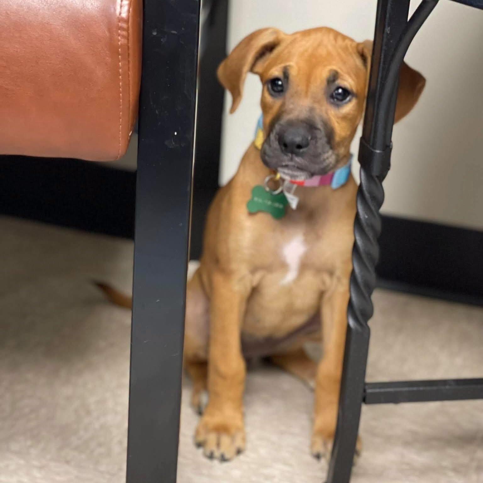 Enlarge Tiffany, a Adoptable mixed breed in Salem, NH image 2/4