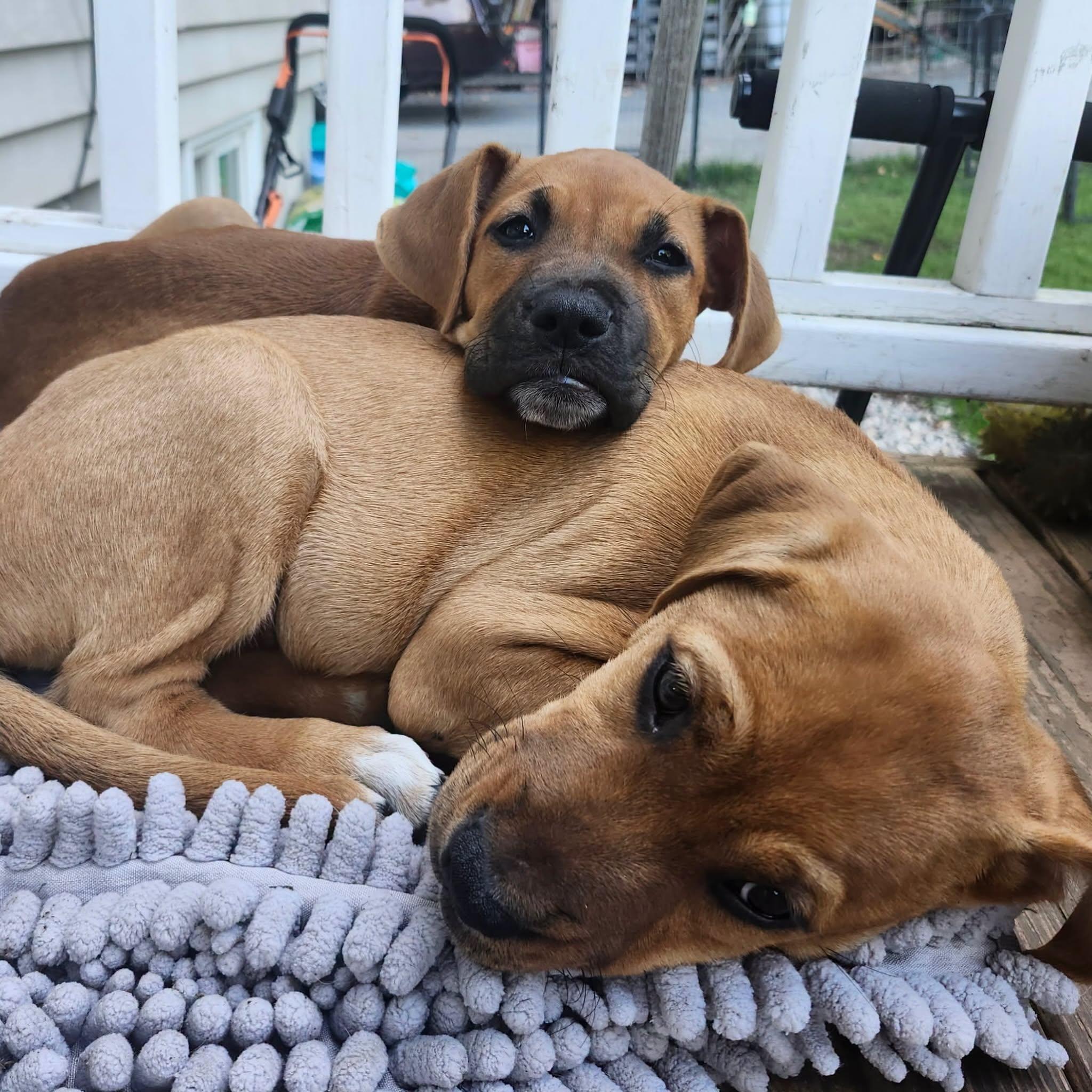 Enlarge Tiffany, a Adoptable mixed breed in Salem, NH image 3/4
