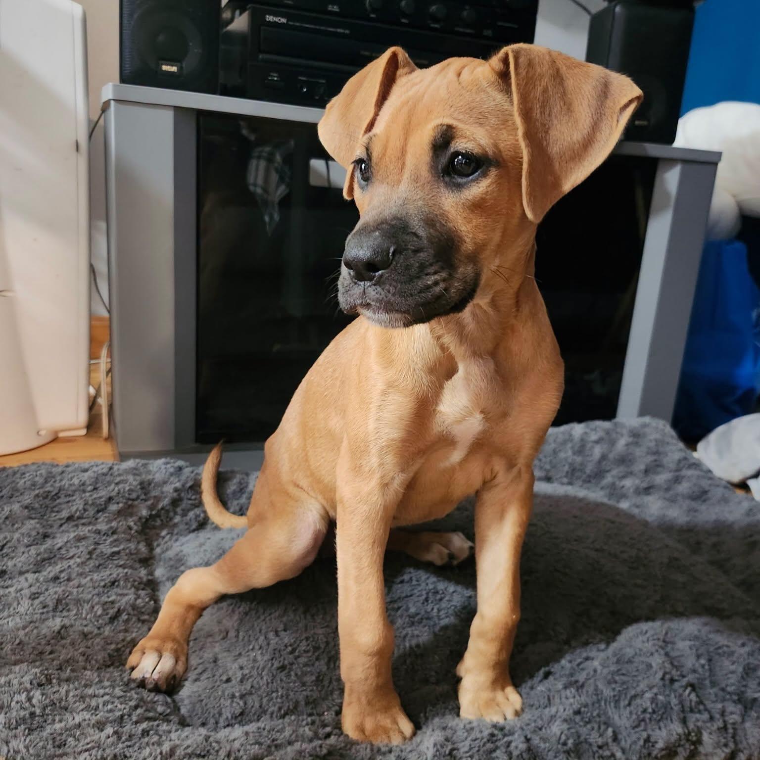 Enlarge Tiffany, a Adoptable mixed breed in Salem, NH image 1/4