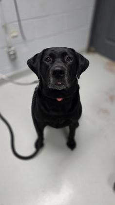 Enlarge Arabella, a Adopted Black Labrador Retriever in Toronto, ON image 3/3