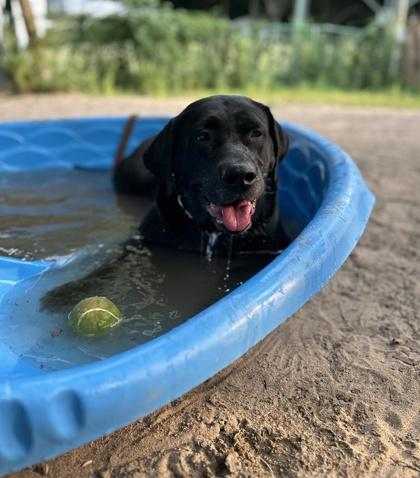 Arabella, Adopted, Adult Female Black Labrador Retriever.
