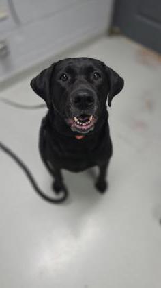 Enlarge Arabella, a Adopted Black Labrador Retriever in Toronto, ON image 2/3