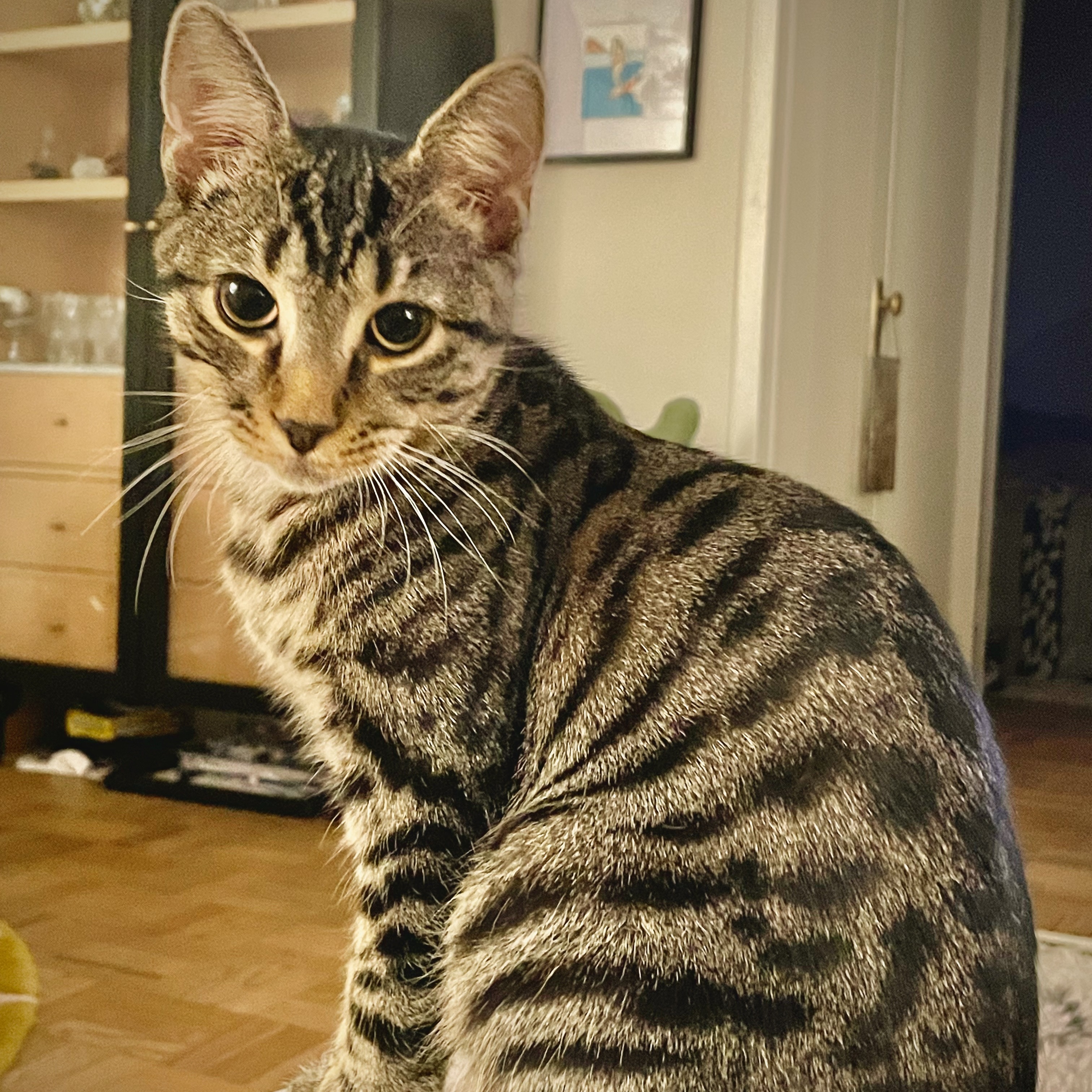 Pepper, Adoptable, Kitten Male Tabby & Domestic Short Hair.