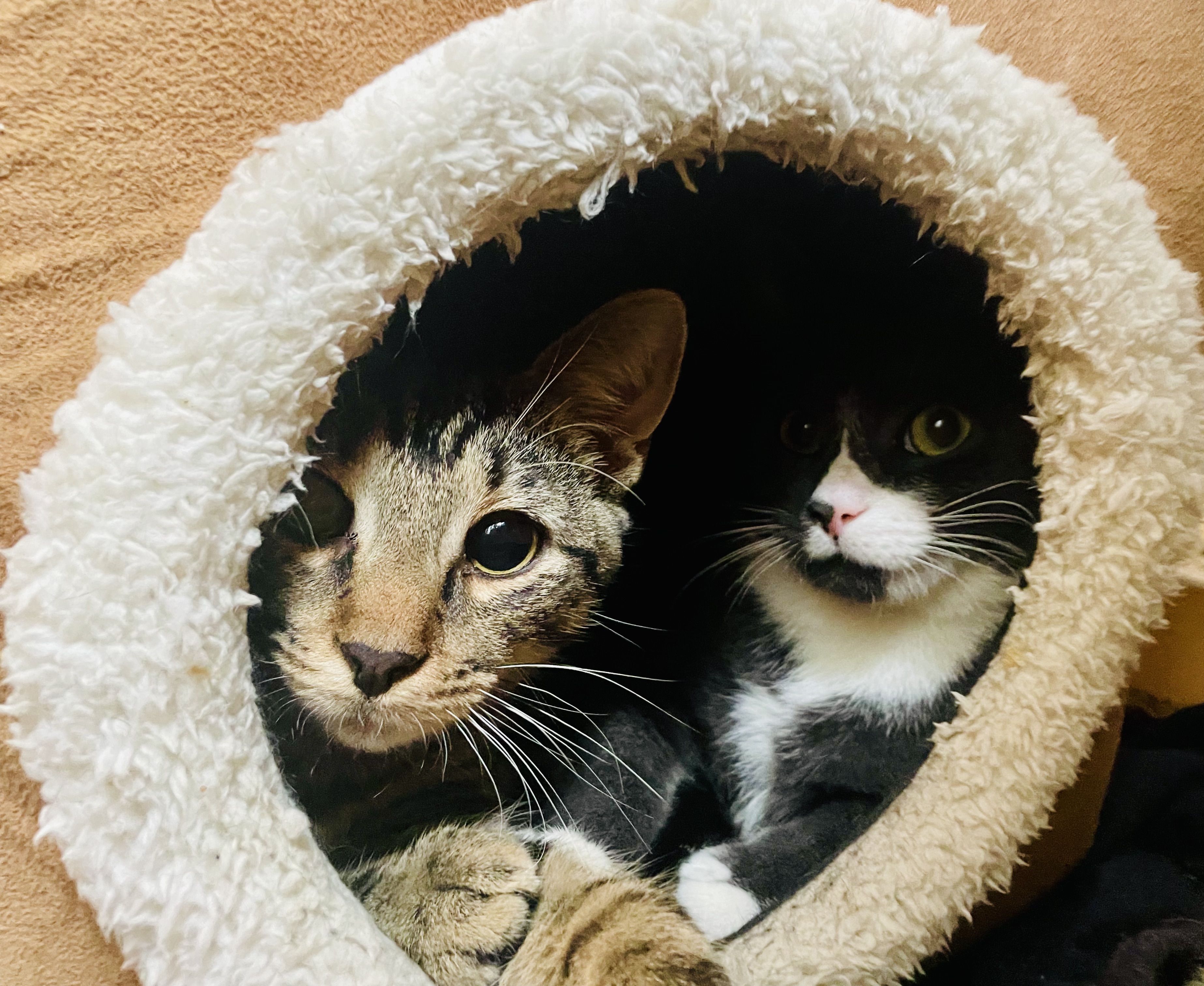Pepper, Adoptable, Kitten Male Tabby & Domestic Short Hair.